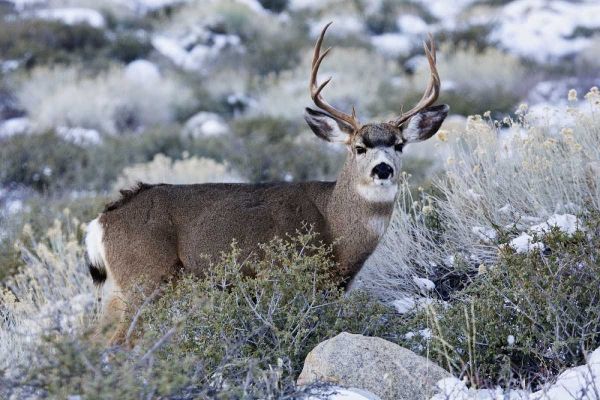 CA, Sierra Mountains Mule deer buck with antlers